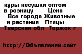 куры несушки.оптом 160 в розницу 200 › Цена ­ 200 - Все города Животные и растения » Птицы   . Тверская обл.,Торжок г.